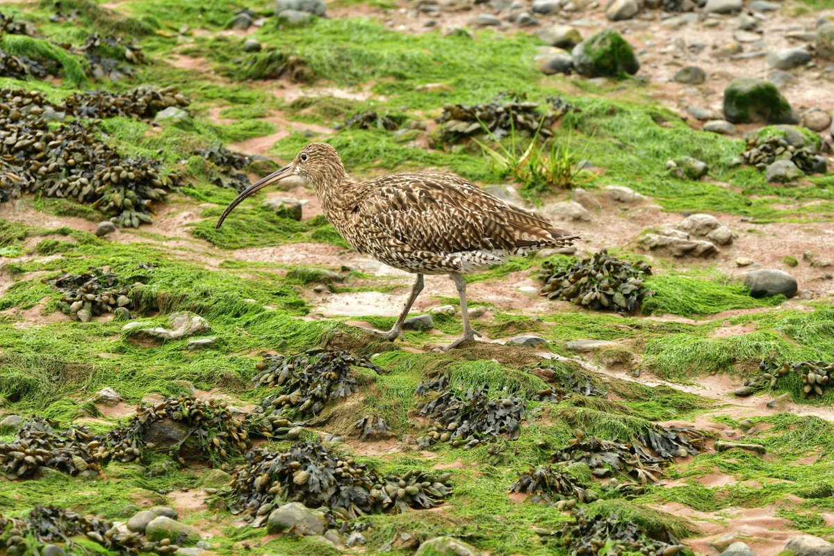 eddyedwards6859's tweet photo. @Britnatureguide Curlew on Grassendale shore, Liverpool. Struggled for a while with this crab but eventually managed to swallow it #poorcrab https://t.co/86EtoBTdTQ