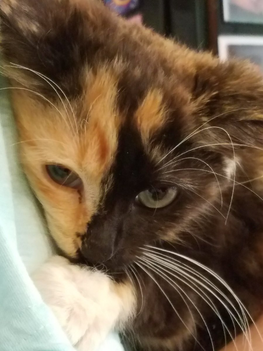 JLukers's tweet photo. Someone give me one good reason why I shouldn't adopt this kitten #KittyFever https://t.co/vE8eBWuWKb