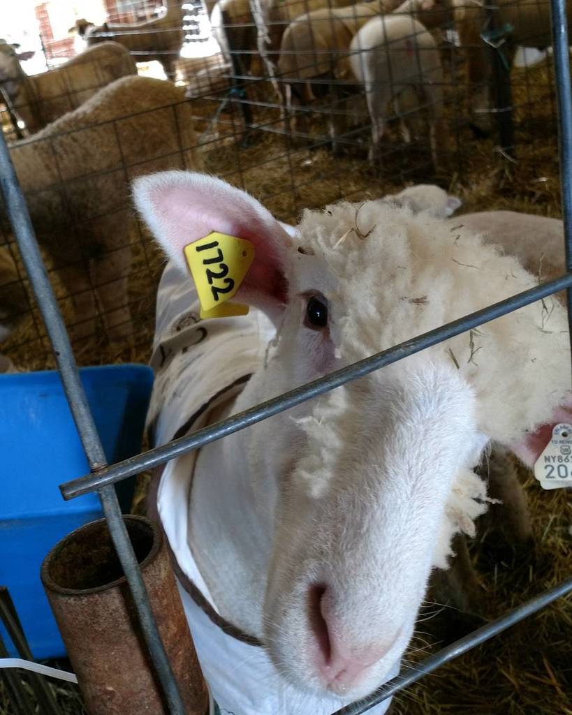 OntarioFair's tweet photo. 🐏 the sheep at the #ontariocountyfair 🐑 https://t.co/pY0MscNXHp