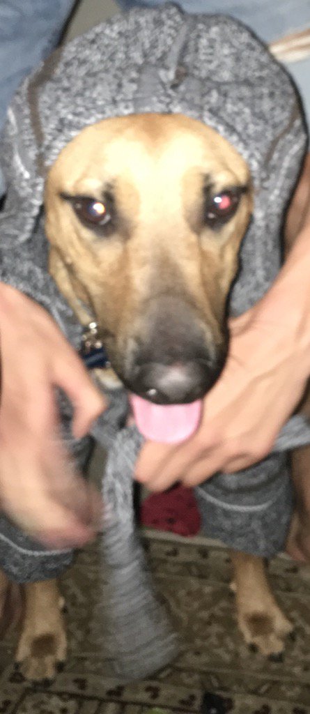 SosoWithABowbow's tweet photo. Little dog in a sweater (or big dog) https://t.co/uu9FRZCIlb