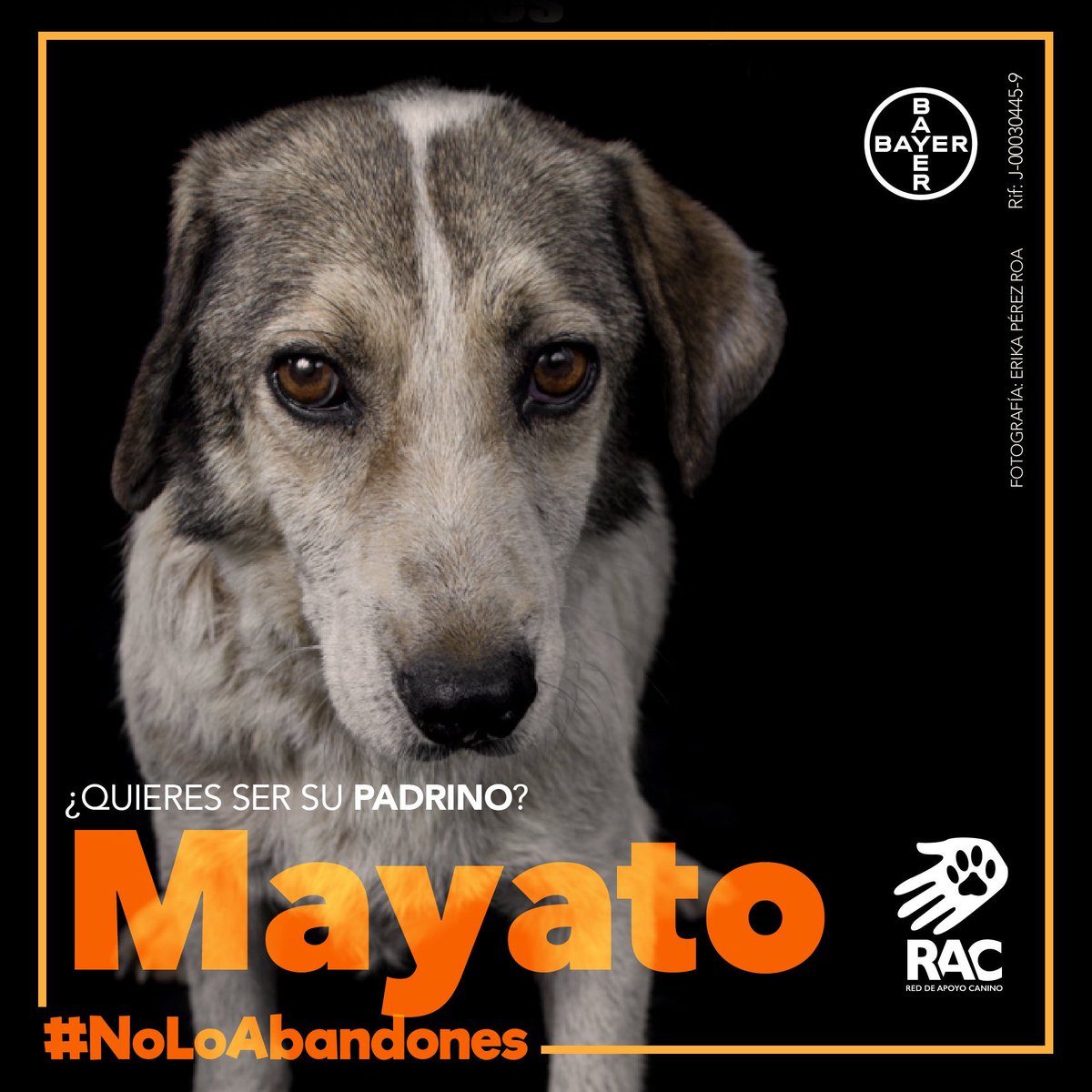 apoyocanino's tweet photo. Agradecemos a @2001OnLine por difudir nuestra campaña #NoLoAbandones junto a @BayerInnovacion https://t.co/I7yLxgVo5u https://t.co/2wD9YTVRNq