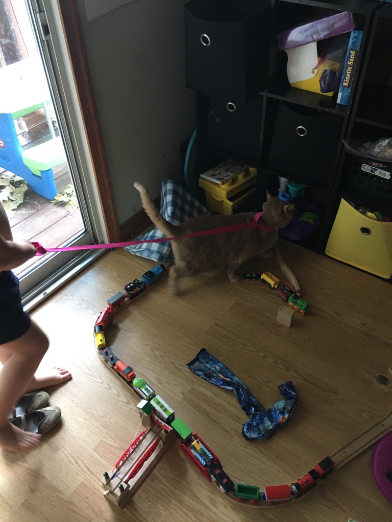 djfurman4tech's tweet photo. #rvatechjam while I've been hacking my kids decided to walk the cat. They hacked an elastic yoga mat 😏😂🙈 https://t.co/EX21ZqQUNn