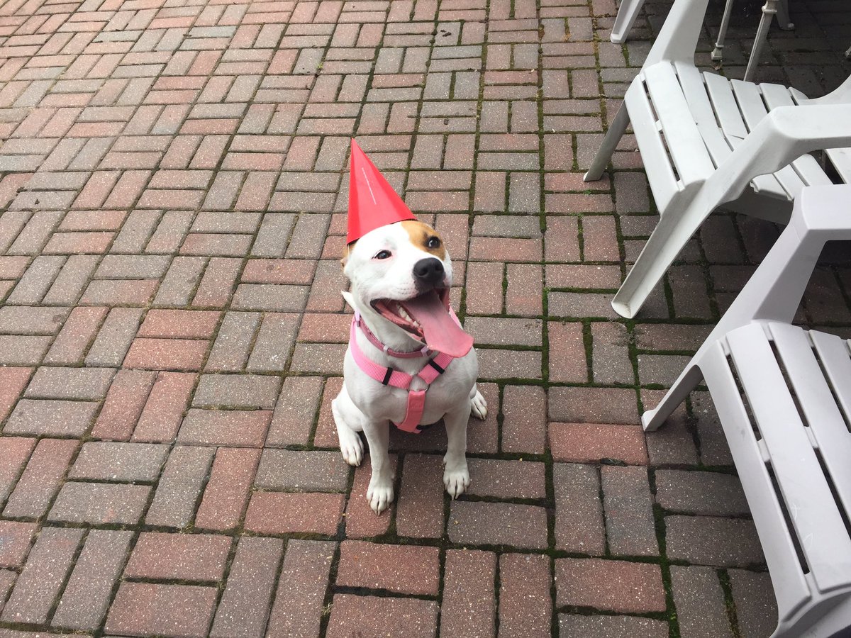 kaitwallace34's tweet photo. my dog went to a puppy party with all her litter mates... what did you do today? https://t.co/B7I1voqtOe
