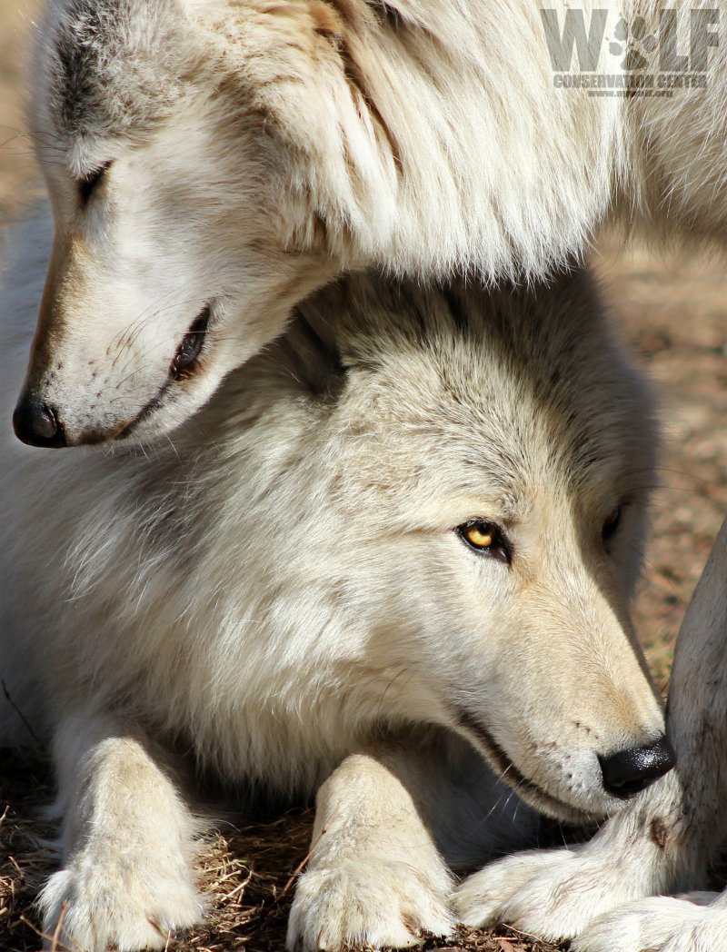 nywolforg's tweet photo. Wolves don't possess the villainous qualities of which they are accused, we do. The terror does not lie without, but within. #standforwolves https://t.co/awObLWkK8q