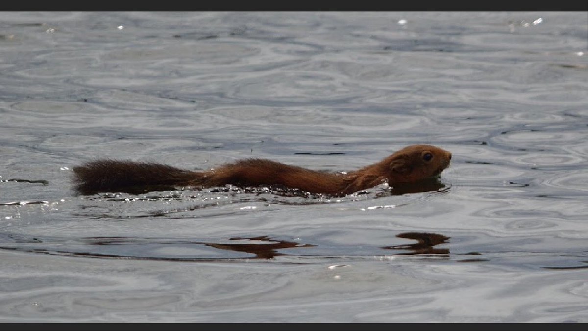 PeterMaddison's tweet photo. @NorthWildlife  my dad took this amazing photo of a red squirrel swimming at #hauxley nature reserve. Never seen this before! https://t.co/N6rZaiLJwP