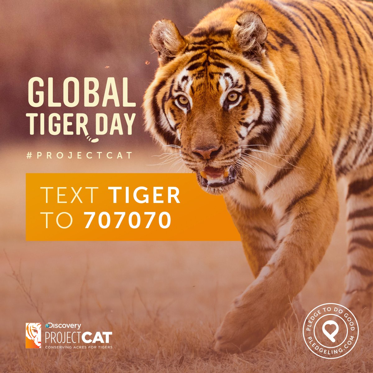 pledgetodogood's tweet photo. Only 3890 wild tigers in the world. Help @DiscoveryComm @WWF protect them: text TIGER to 707070 #ProjectCAT #PledgeToDoGood #GlobalTigerDay https://t.co/MyAp8BML5B
