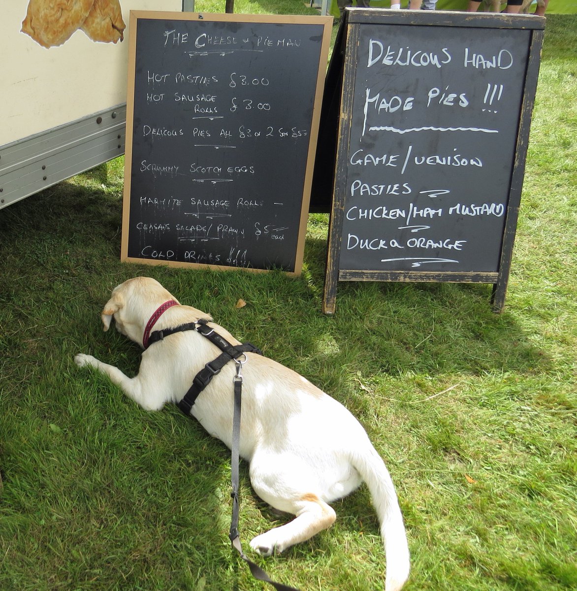 SuffolkonShow's tweet photo. Today's #dogsatsuffolkonshow #dogsoftwitter @TheISDS #englishnationalshaughleypark @Explore4x4 @CheeseAndPieMan @EoECoop @HeadwaySuffolk https://t.co/zYmHHYusvb