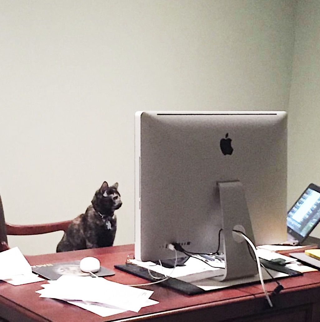 Noodle_Cat's tweet photo. Mouse game on point! We rate this #CLEcat 10/10 for working on the weekend. https://t.co/MxfRMmWrNI https://t.co/10HD8gGNY7