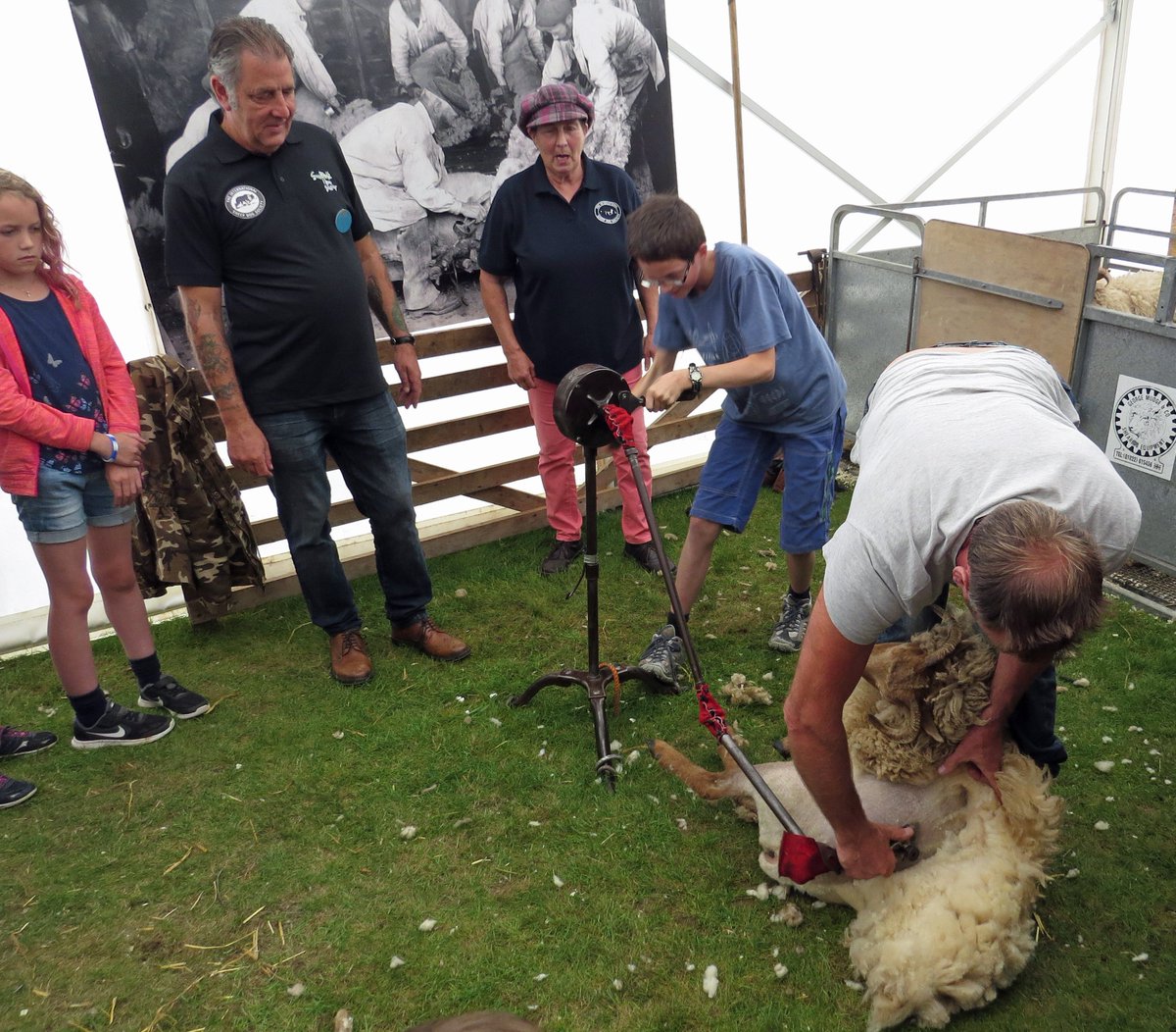 SuffolkonShow's tweet photo. Children needed to power Sheila the shepherdess' hand shearing machine https://t.co/3pQ8ciCZnm