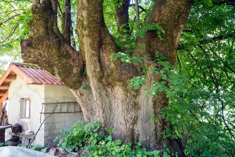 MkcPoli's tweet photo. Il gigante di #Stabie in provincia di #Belluno. Un #Tiglio #TiliaPlatyphyllos di 300 anni col suo enorme tronco ombreggia una vecchia casera https://t.co/PeMCoJy6lR