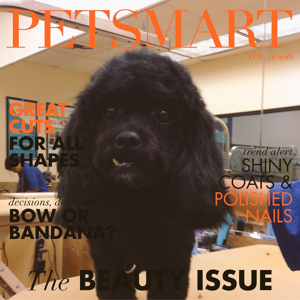 PetSmart221's tweet photo. Dexter is feeling great after his visit to the grooming salon! #groomingrocks #petsmartgrooming #coverboy https://t.co/co4MMMARvD