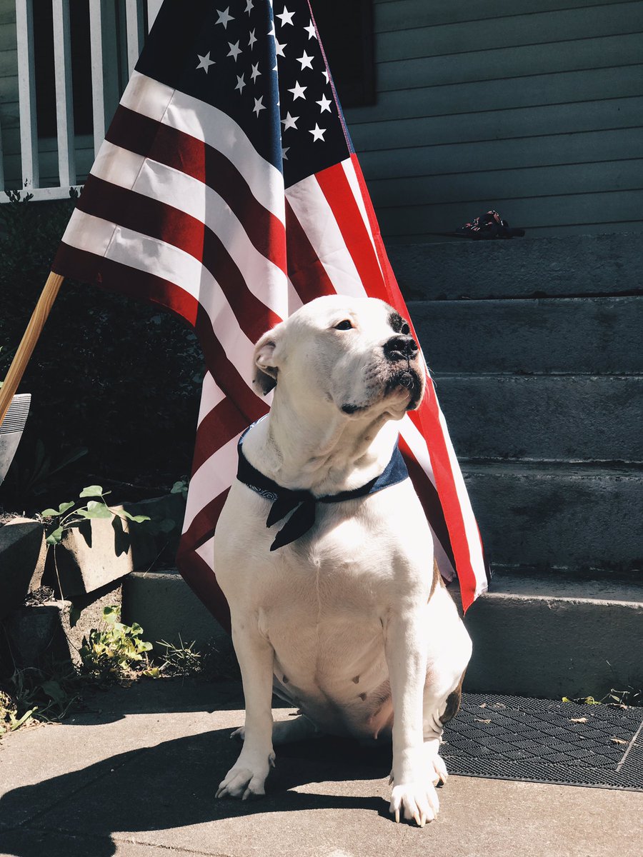 pitbull patriotic