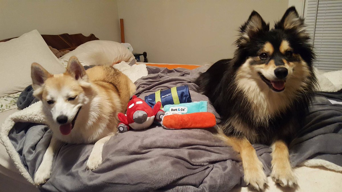WebTheaterGeek's tweet photo. @midnight Me! Because my girlfriend and I have two adorable dogs who deserve points all by themselves. https://t.co/gOo8UAc4bP