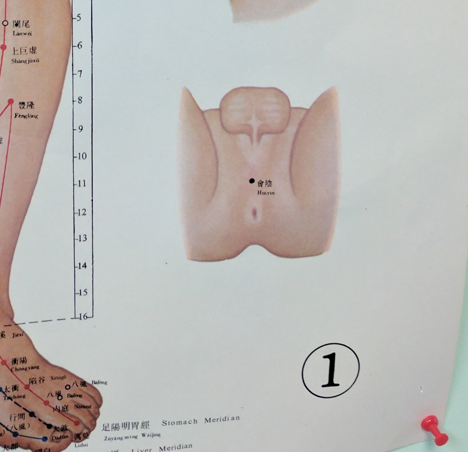 Beth on Twitter: "The taint is a viable #acupuncture spot.  https://t.co/ilthybcvry" / Twitter