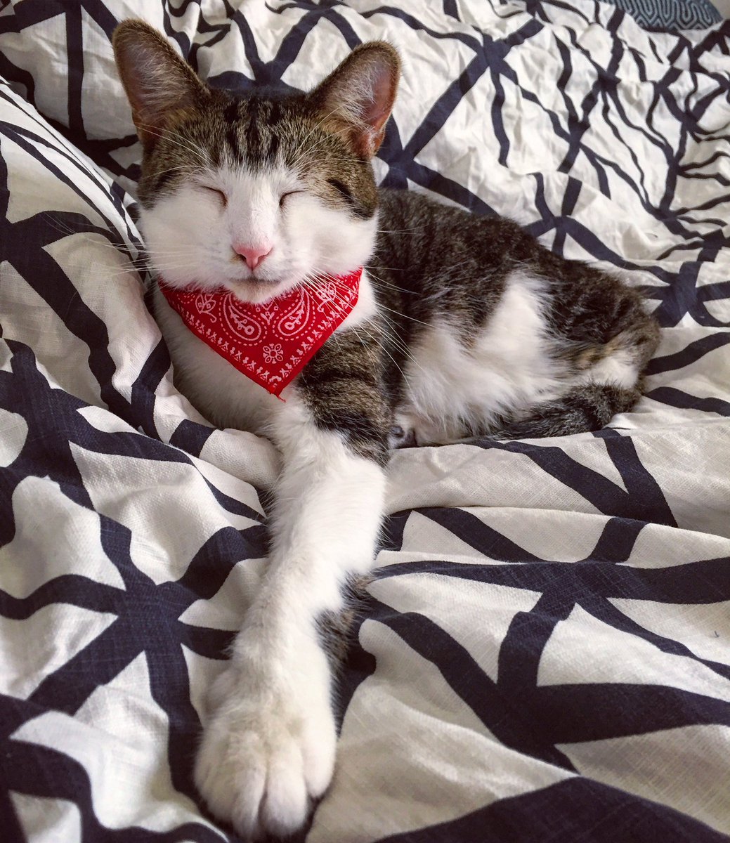 LowKeyTheCat's tweet photo. How's everybody's #Caturday going??  (So far mine's pretty lazy)

#LowKeyTheCat https://t.co/9pVtI62jGy