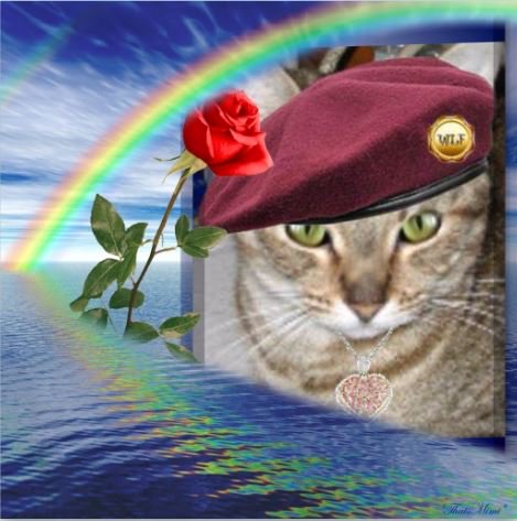 nesjloch's tweet photo. We didnt tag you sweetie @mariethetabby so we submit the our farewell to a lovely furpal 🌈💔💖 https://t.co/VgtboEVNKy