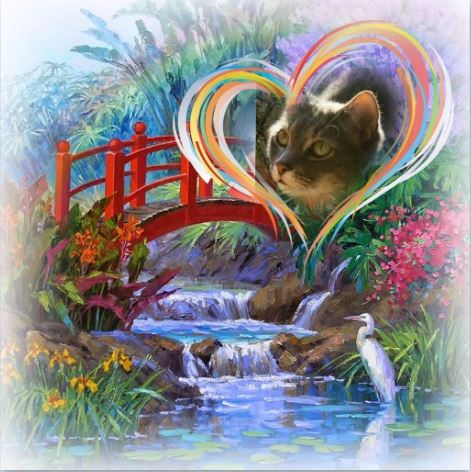 nesjloch's tweet photo. Sweetie @mariethetabby Pawaves gorgeous. Angel Islay say its a lovely wonderful place with no pain and lots of love. #TheAviators #Angels💖💔🌈 https://t.co/dbCkMPNamn