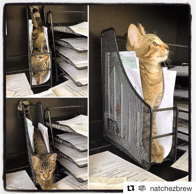 Inbox? More like #beercat box. 😹 <a href="/natchezbrew/">Natchez Brewing Co</a> #brewerycat fitting in quite nicely on Caturday.