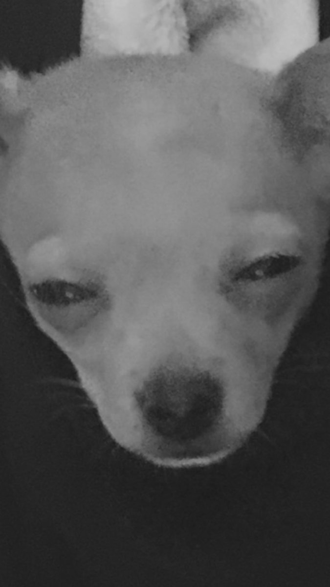 Camila_Cabello's tweet photo. oooKAAAAAY chihuahua shading the heck out of me while im just mindin my business #lookathisFACE 💀💀💀💀💀 https://t.co/q4DEpLXEw9