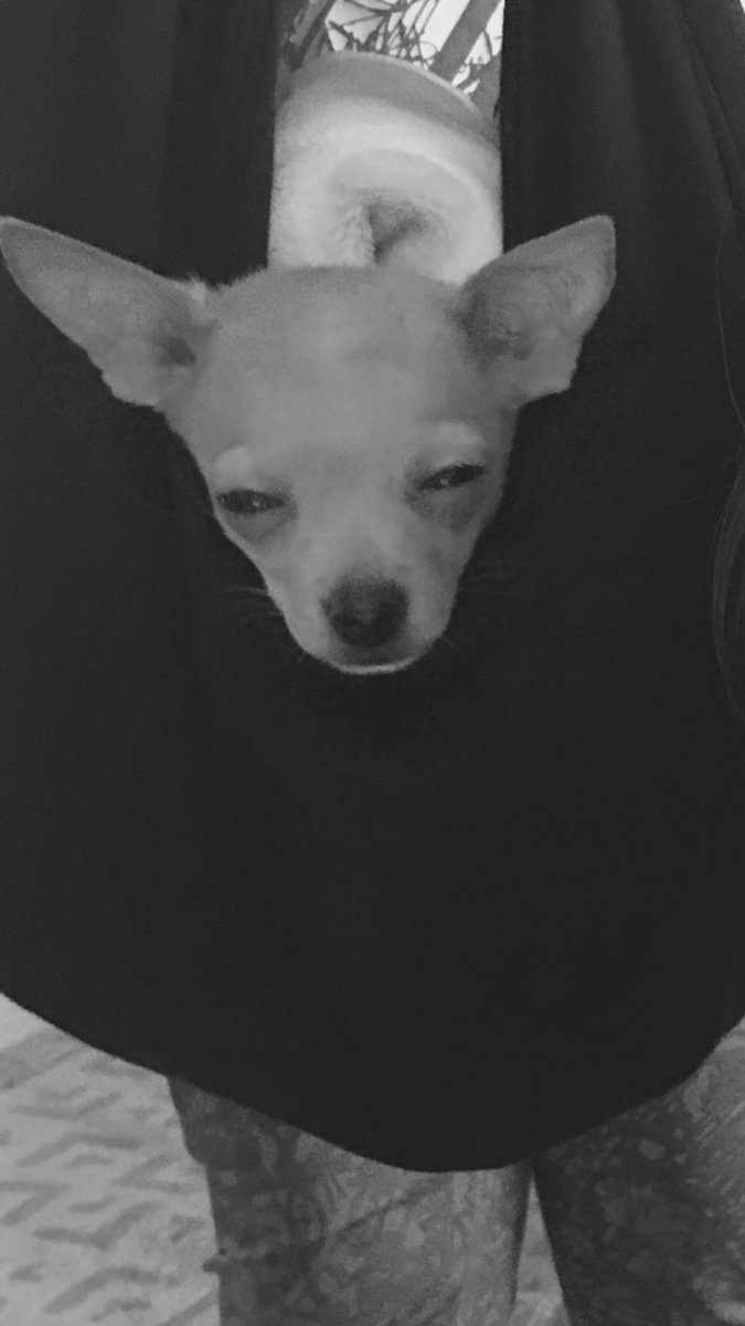Camila_Cabello's tweet photo. oooKAAAAAY chihuahua shading the heck out of me while im just mindin my business #lookathisFACE 💀💀💀💀💀 https://t.co/q4DEpLXEw9