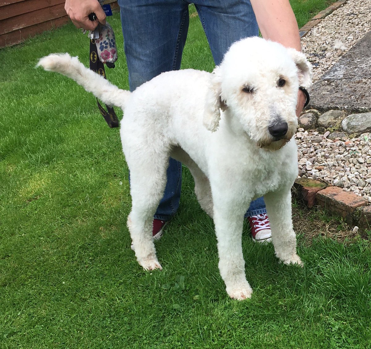 Rugs2Dugs's tweet photo. #doggrooming #doodle#forres today's client teddy #hellygog @hellygog https://t.co/yVt2uH3zxw