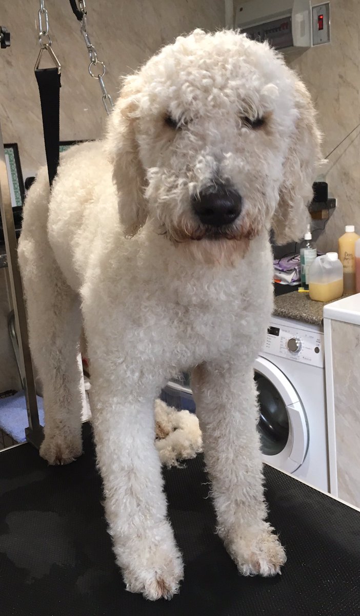 Rugs2Dugs's tweet photo. #doggrooming #doodle#forres today's client teddy #hellygog @hellygog https://t.co/yVt2uH3zxw