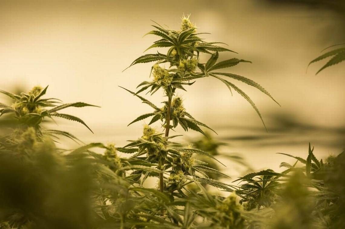 KushClicks's tweet photo. #TaskForce on #ViolentCrime #Slow on #Reporting on #Cannabis, but @Washington can #ReportData Now #MarijuanaNews https://t.co/LTvuqFVHzQ https://t.co/7iiMfpR2zc