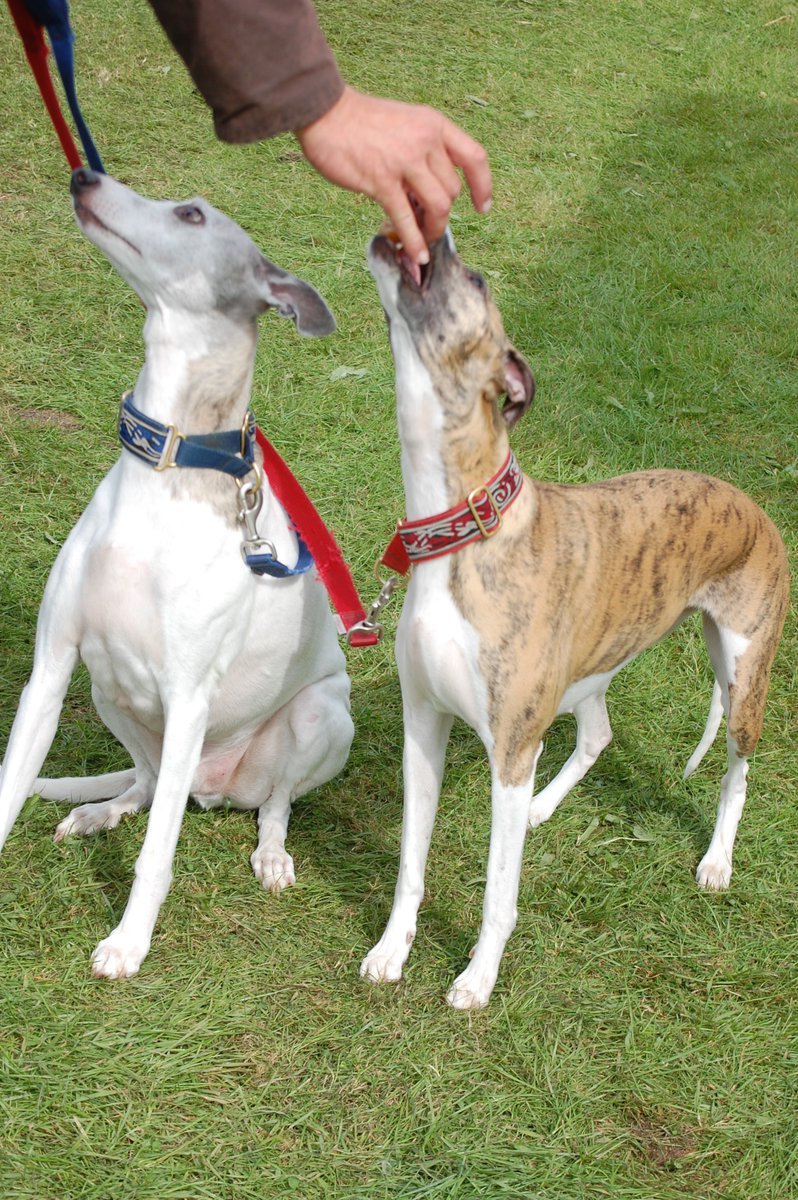 <a href="/2chefcatering/">2 chefs catering</a> Bailey &amp; Rosie enjoyed theirs at #leekshow thankyou!