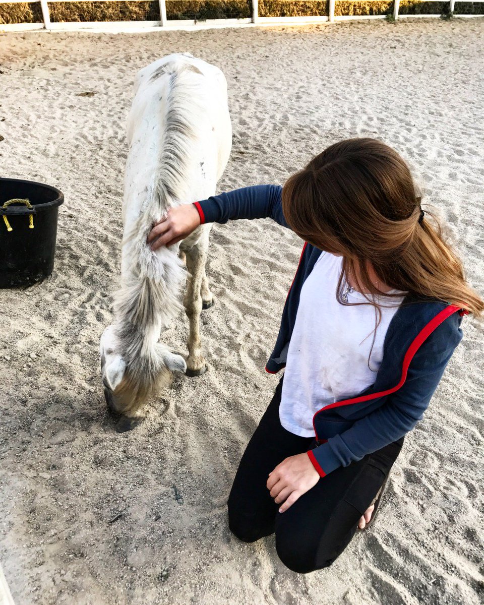 Tailored_Mane's tweet photo. ROOTD #2: Horseware Hero https://t.co/yADfl3677K https://t.co/p434SnBPkS