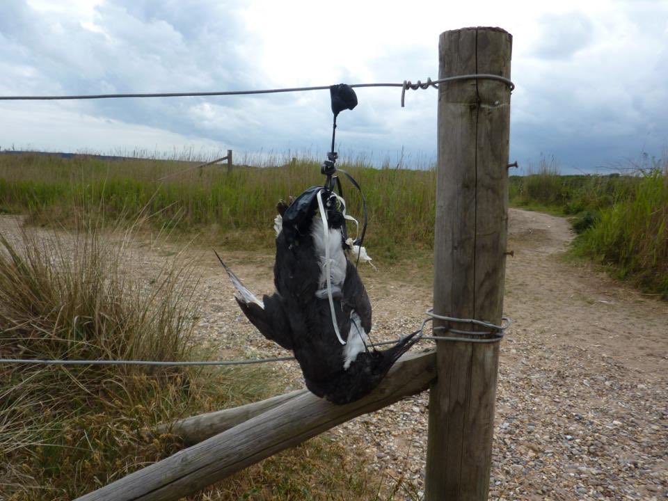 2minuteHQ's tweet photo. Hi @duchyholidays one of your balloons was picked up on a #2minutebeachclean in East Sussex. Please would you be kind enough not to use them https://t.co/HEj3P0dizG