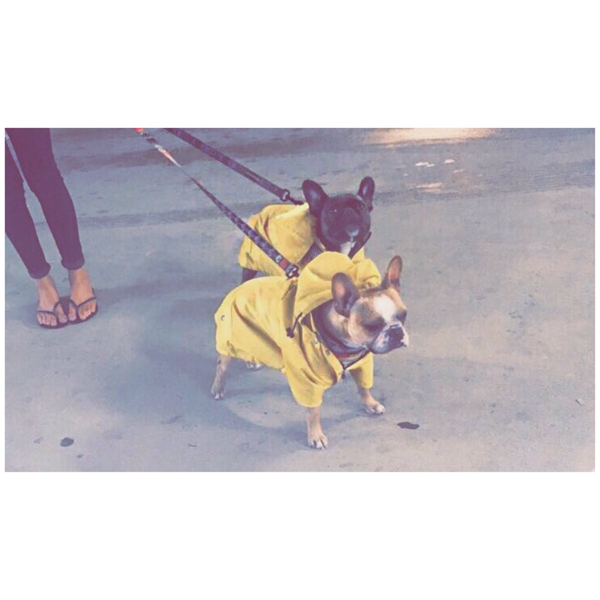 CrosswindsATC's tweet photo. Even rainy weather has a silver lining! Exhibit A: Banksy &amp; Braxton😍 #bozzutopets #crosswinds #annapolistownecentre #petfriendly https://t.co/vm4TNdkzDw