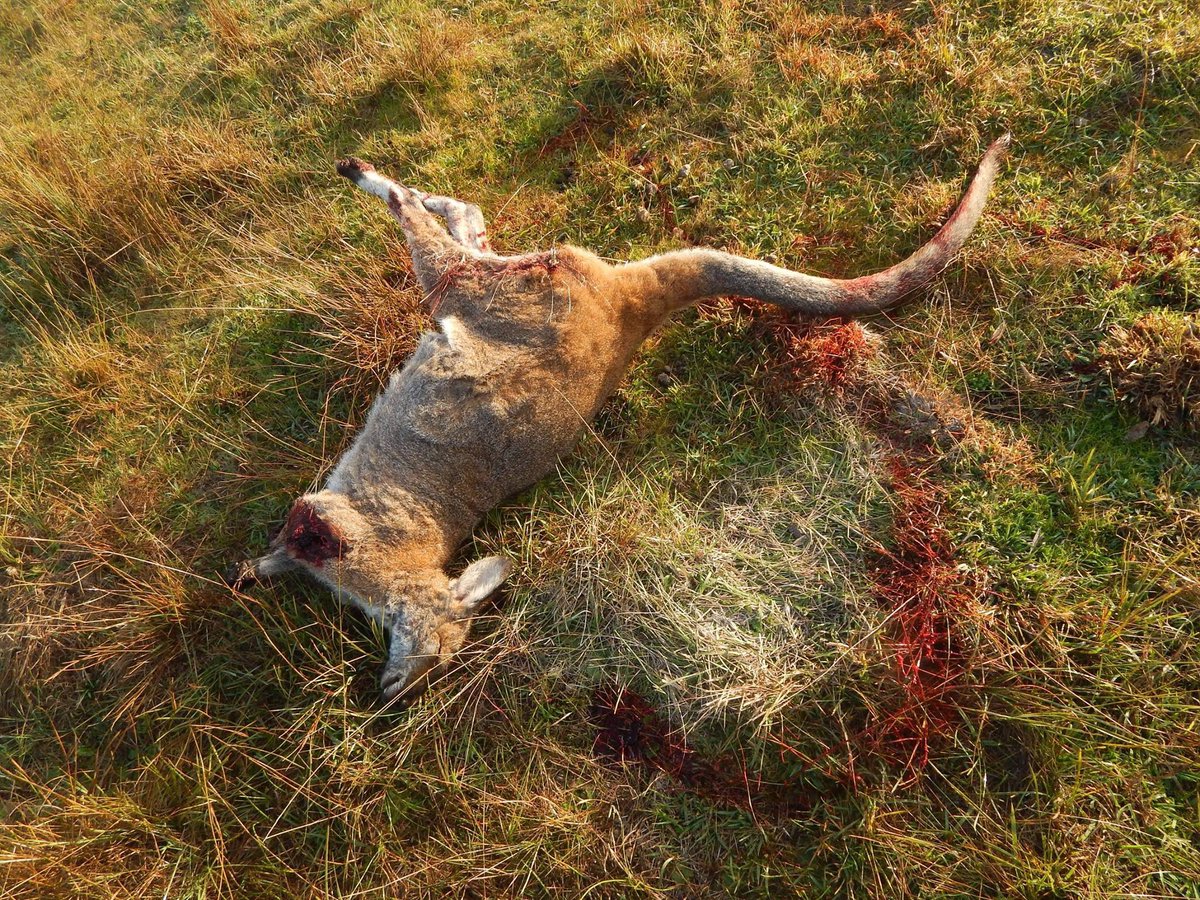 WatchKanga's tweet photo. The Reality Of The #Australian #Kangaroo Killing Industry Kept Hidden From You,The Public
https://t.co/cIgtgTLXmZ
#MacroMeats #ParooKangaroo https://t.co/WW0h0BTtW0