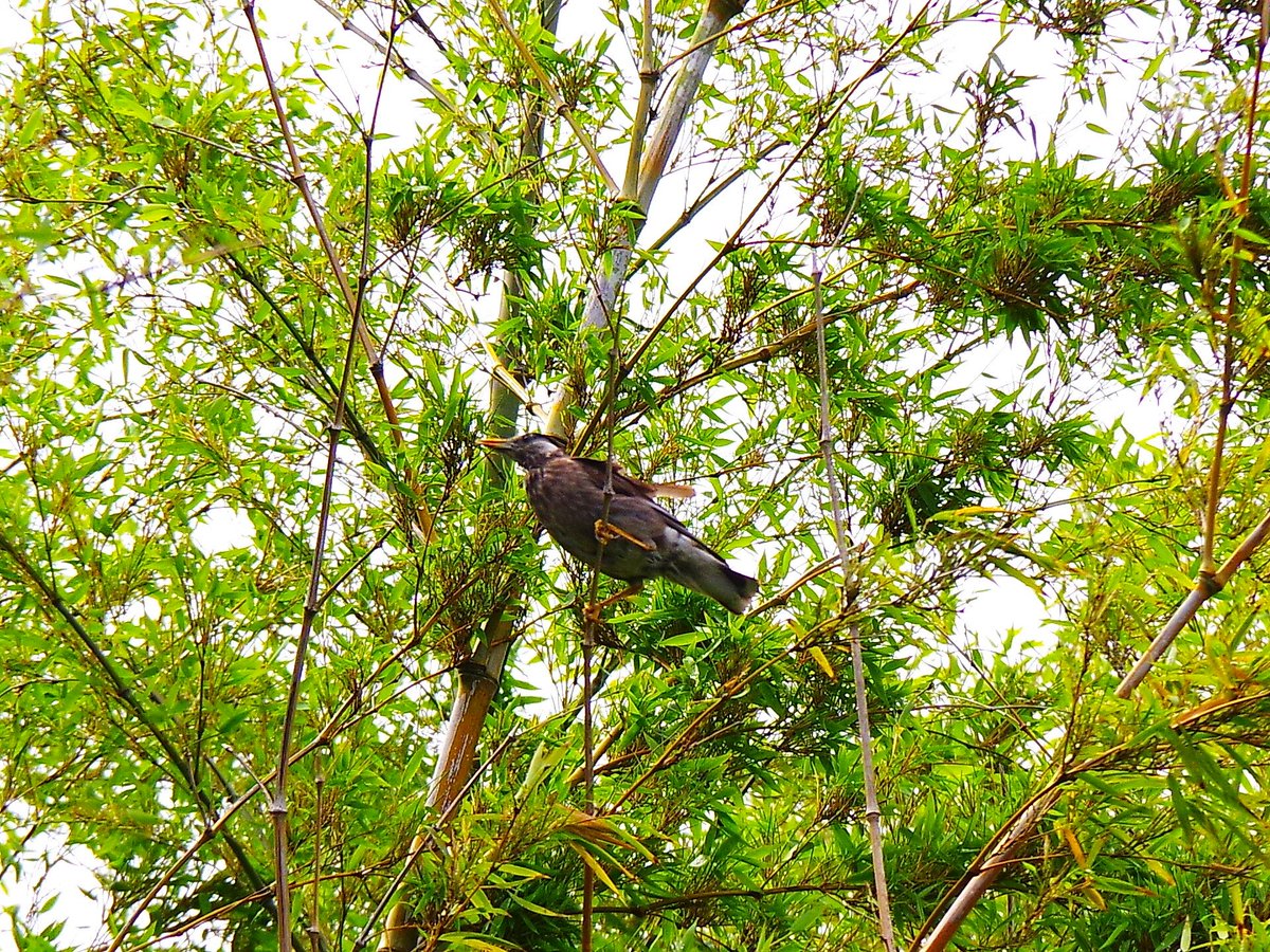 悠々 鳶ばっかり撮ってる気がする 竹に留まってる鳥は名前わかんないや ファインダー越しの私の世界 モノクロ 写真撮ってる人と繋がりたい Pentax K70 野鳥 鳶