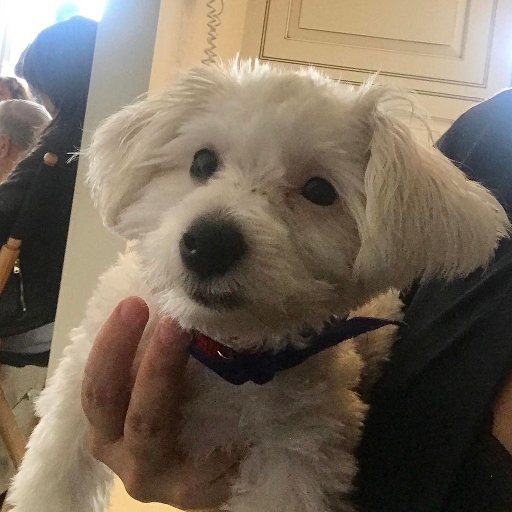 DrCindyBressler's tweet photo. My new adorable patient #Blanco how sweet is he? We love him already 💙🐶@chefroble #puppies #puppiesofinstagram #dogs #nycdogs #chefroble #p… https://t.co/vLJiGC5DAh