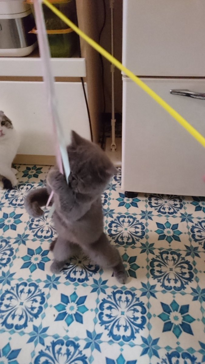 スマイリー 札幌エキゾチックショートヘア Cattery Smiley Twitter