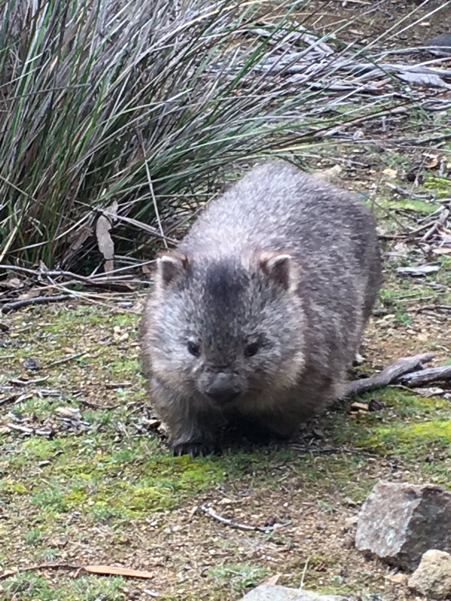 GordonFgordon68's tweet photo. We will call him Wilber Wombat #mariaisland https://t.co/lgCltWe9Lt