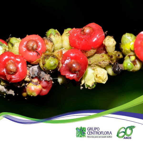 Centroflora's tweet photo. Cordia: erva baleeira com propriedades cicatrizantes e anti-inflamatórias. 

#GrupoCentroflora #plantação #parcerias https://t.co/pblrsJjRRi