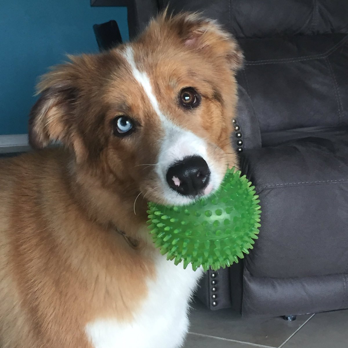 OneGirl4Paws's tweet photo. Spiky Ball 😄#onegirl4paws #remix #bordercollie #dogtraining #puppy #dog #orlando #florida https://t.co/ZBC18VqFZO