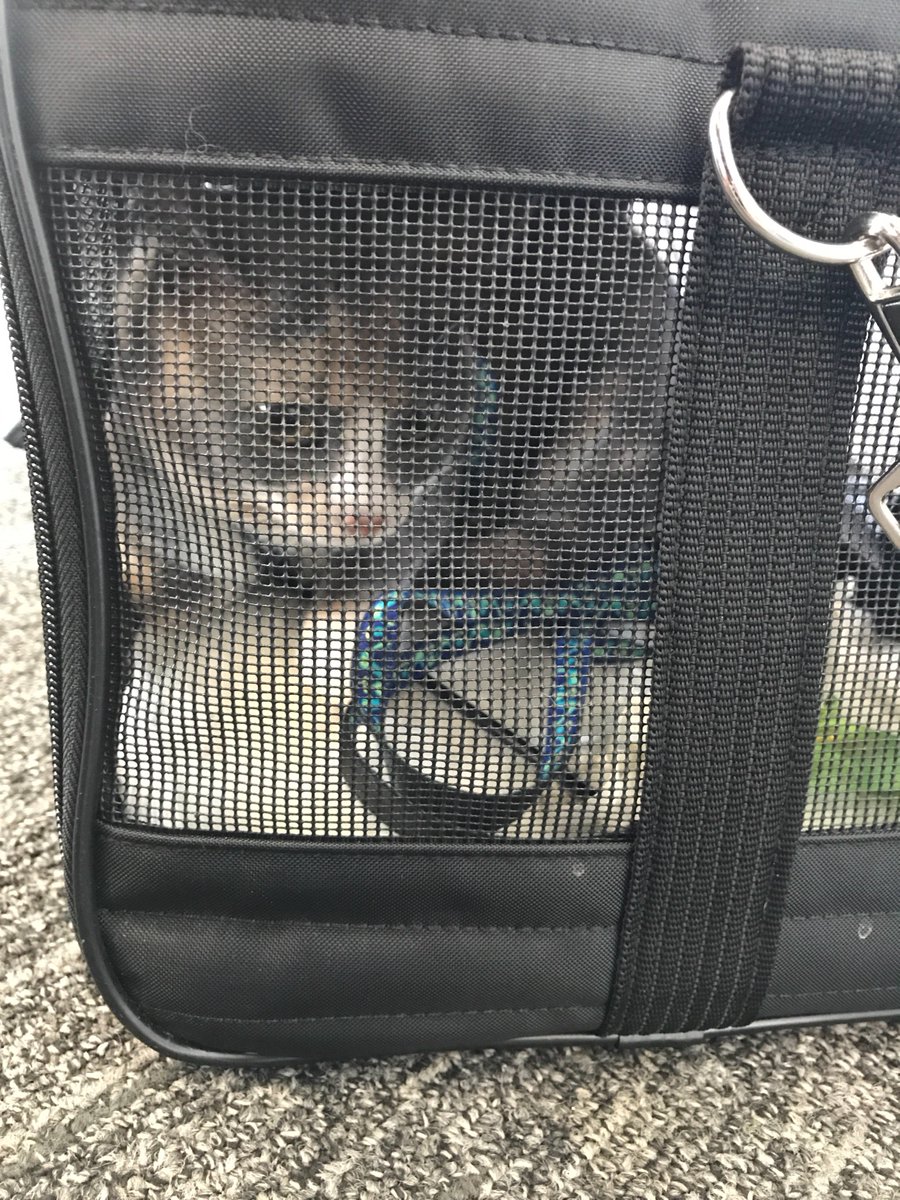 HannahDarling tweet media