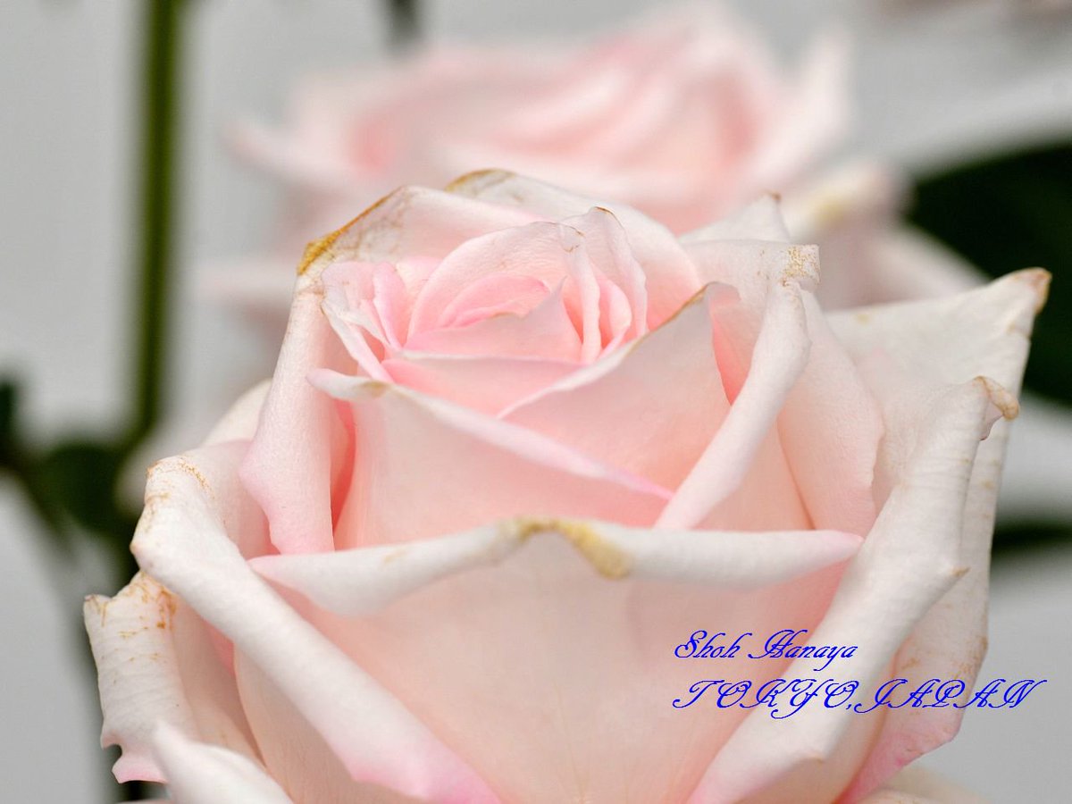 翔 على تويتر メルヘンケーニギン Marchenkonigin 1 2 国際バラとガーデニングショウ 西武ドーム バラ Roses Flowers