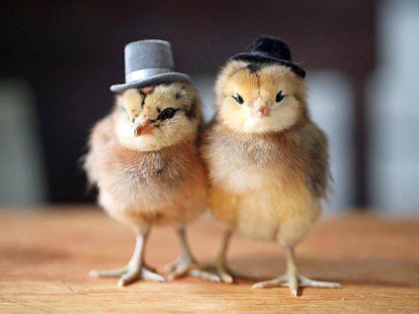 AboutThePets's tweet photo. Such gentlemen 🐥🎩😂😍
#saturdaymorning #Cute #Cicks #Pets #AboutThePets https://t.co/RCTvQbmIX6