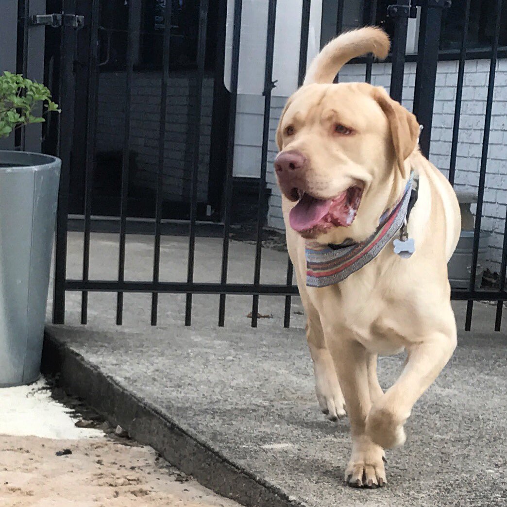 KuddlyKahlua's tweet photo. Hey y'all, it's the weekend! Happy Saturday! 🐾 #yellowlab #labrador #dogs #weekendvibes https://t.co/rq0tjiK6U1
