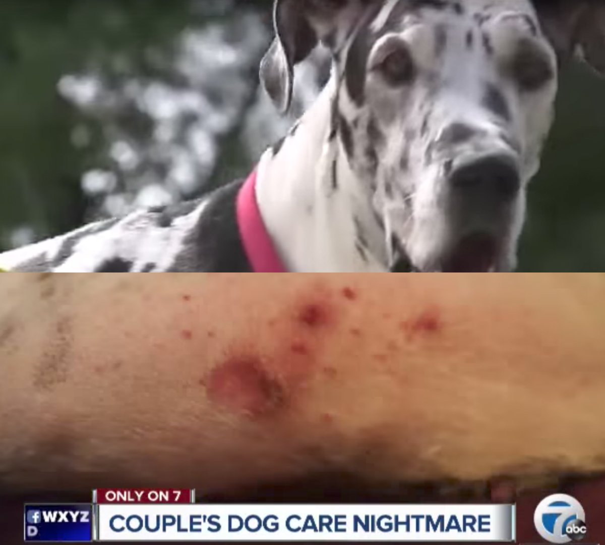 Can you imagine if this happened to your dog at <a href="/PetSmart/">PetSmart</a>? 😰 Dog loses 28 pounds after only 9 DAYS at "pet hotel." peta.vg/20jl