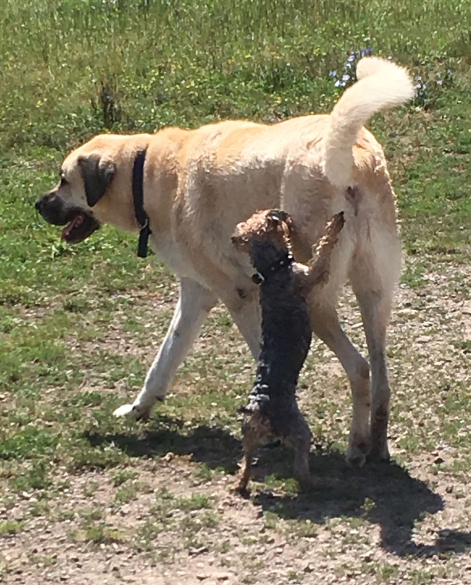neopaws4pets's tweet photo. Haha ! All sizes ; it just doesn't matter, love is love :) #doggiestyle #NeoPaws https://t.co/2ibFyAh2OL