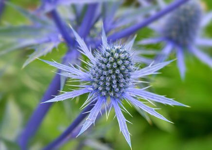 もも おはようございます 7 30誕生花 エリンジウム 花言葉 光を求めて 別名マツカサアザミ セリ科の多年草 蕾の頃は葉も茎も緑色で徐々に美しい青色に変わってきます 日本には自生種がありませんが この種の仲間には枯死した根を培地にして