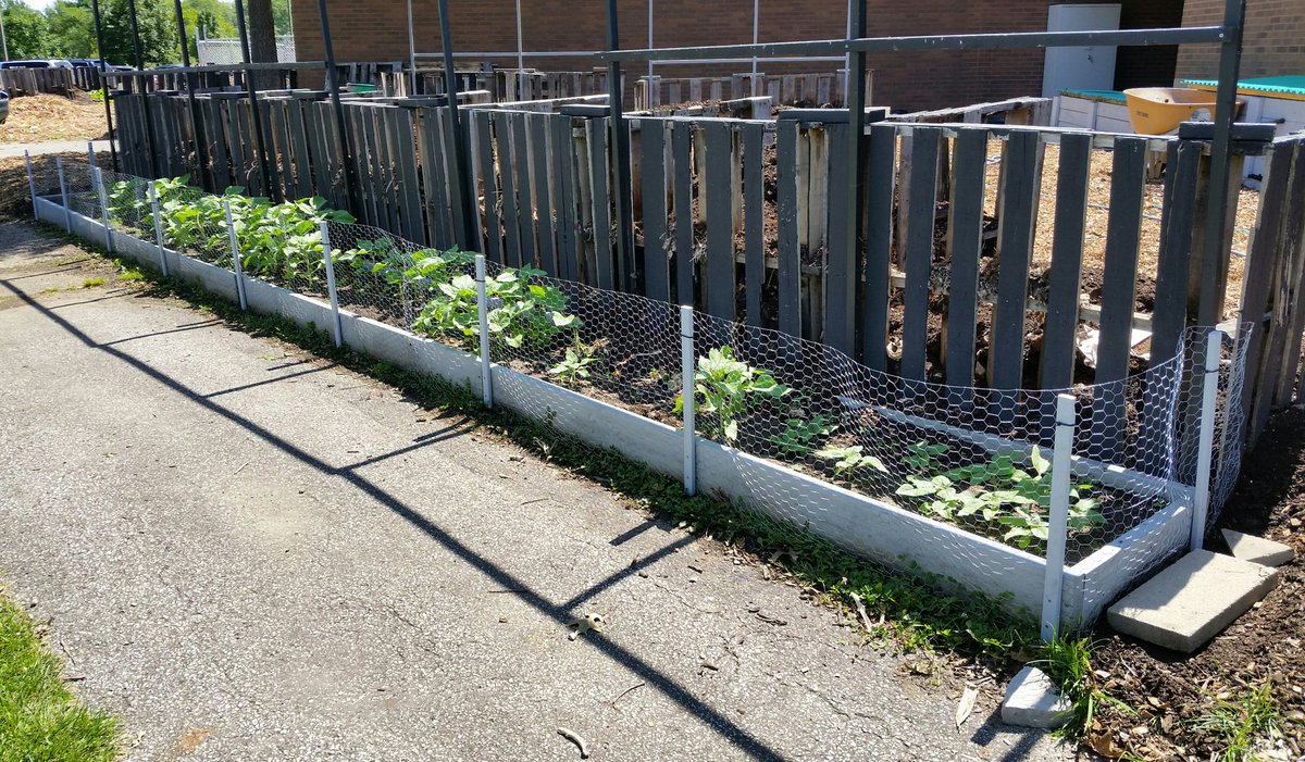 wnchem's tweet photo. Observed a skunk last wk. Skunks are diggers, not climbers. Put 2-ft fence around sunflowers & 2 compost bins. #FirstAttempt #ProbSolving https://t.co/hAwNnOIF06