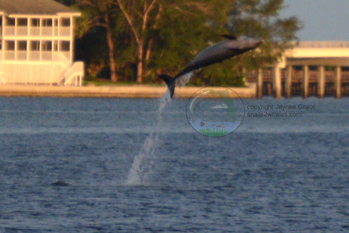 Negua is so beautiful! 💙🐬