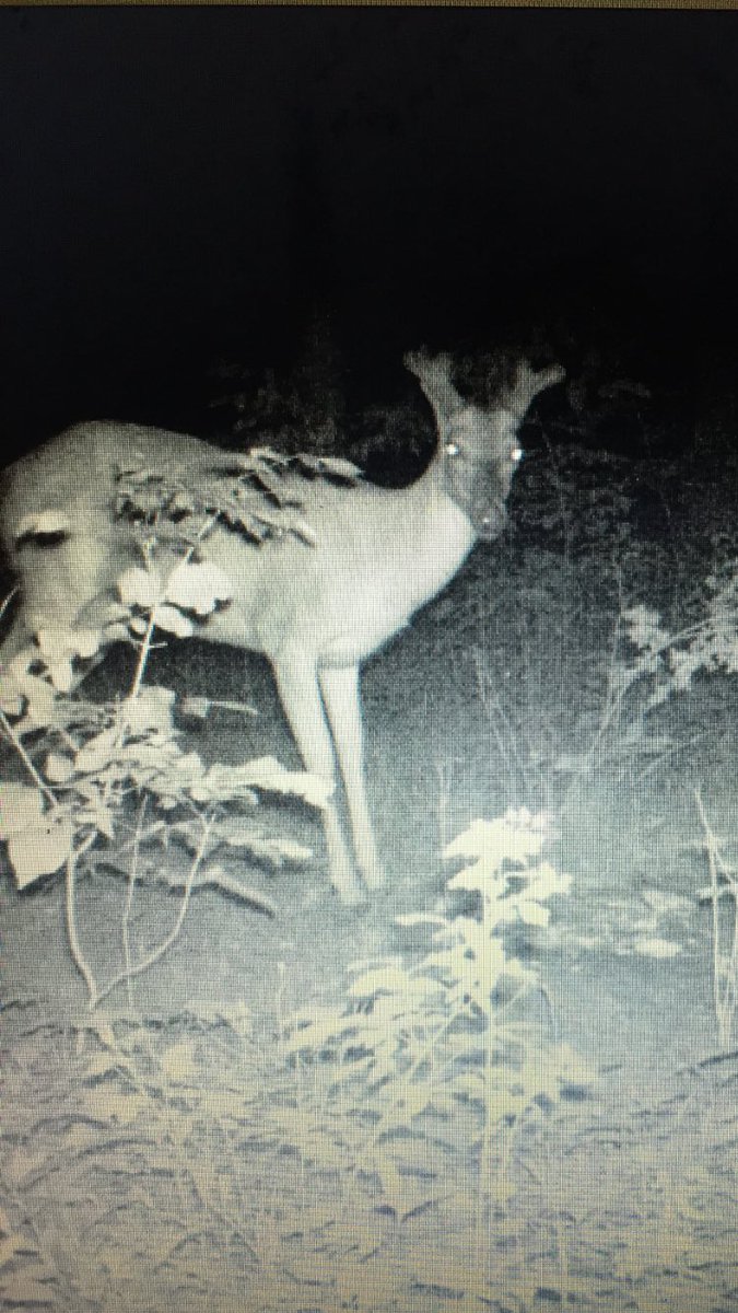 Milkamp3's tweet photo. All right everyone how big will he be?@asportsmanlife @kevindeerhunti1 @shedheads1 @ILBOWHUNTING @BOWHUNTINGMAG @MIWhitetail @wildpursuits https://t.co/jM733eSsip
