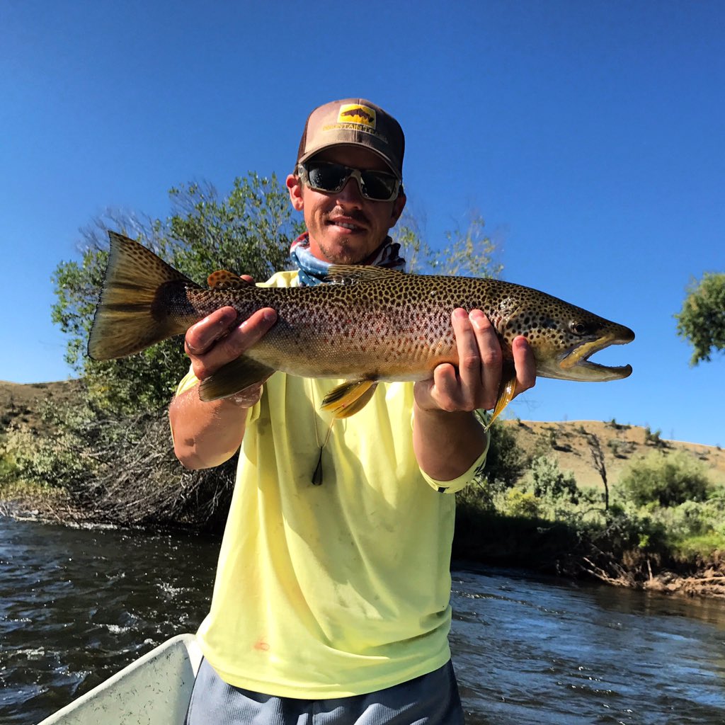 AshHole480's tweet photo. Been slacking big time on twitter lately... So here's a nice brown to make up for lost time https://t.co/Mw2t14pGSn