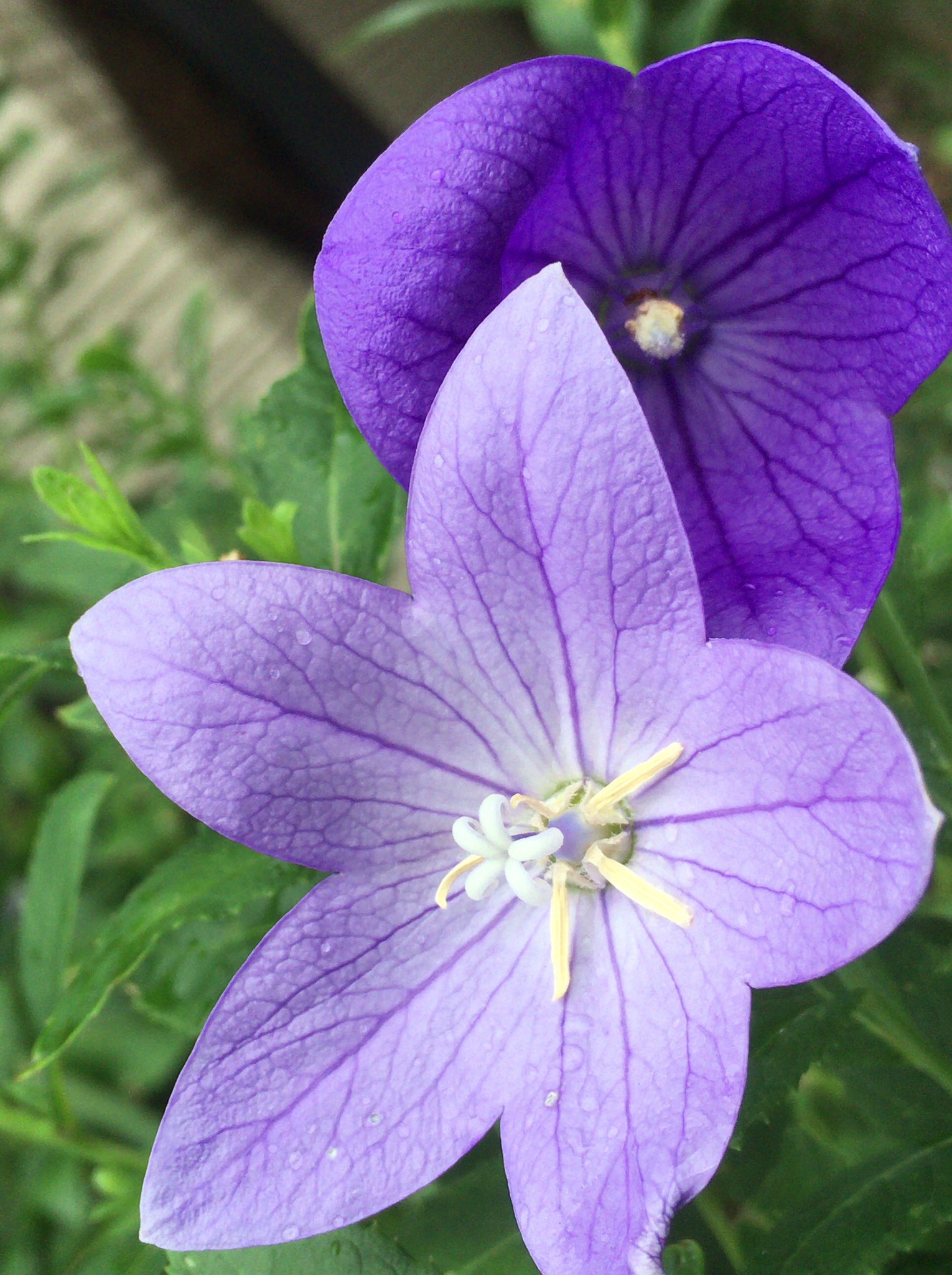 Chris 桔梗 花言葉 かわらぬ心 深い愛情 Endless Love Languageflower 桔梗 キキョウ キキョウ科 ランゲージフラワー フラワー Flower Flower 花 ガーデニング ガーデン 永遠の愛 花言葉永遠の愛 T Co 5yv53eezbn